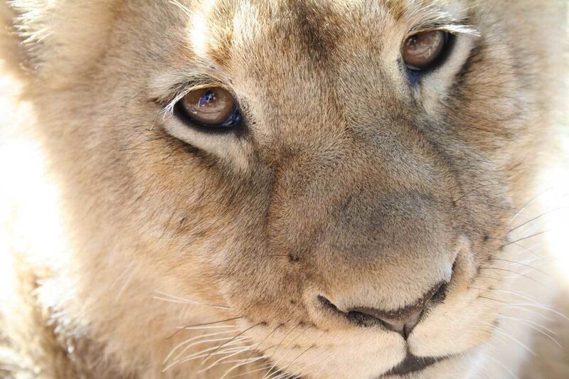 close-up of a lion's face