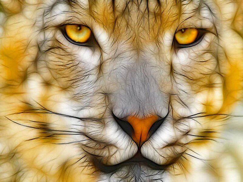 close-up of a lion's face