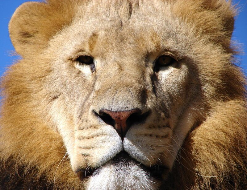 Close-up of a lion's face