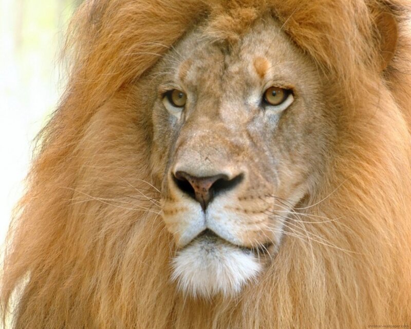 close-up of a lion's face