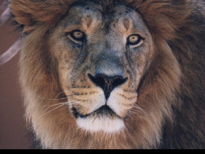 close-up of a lion's face