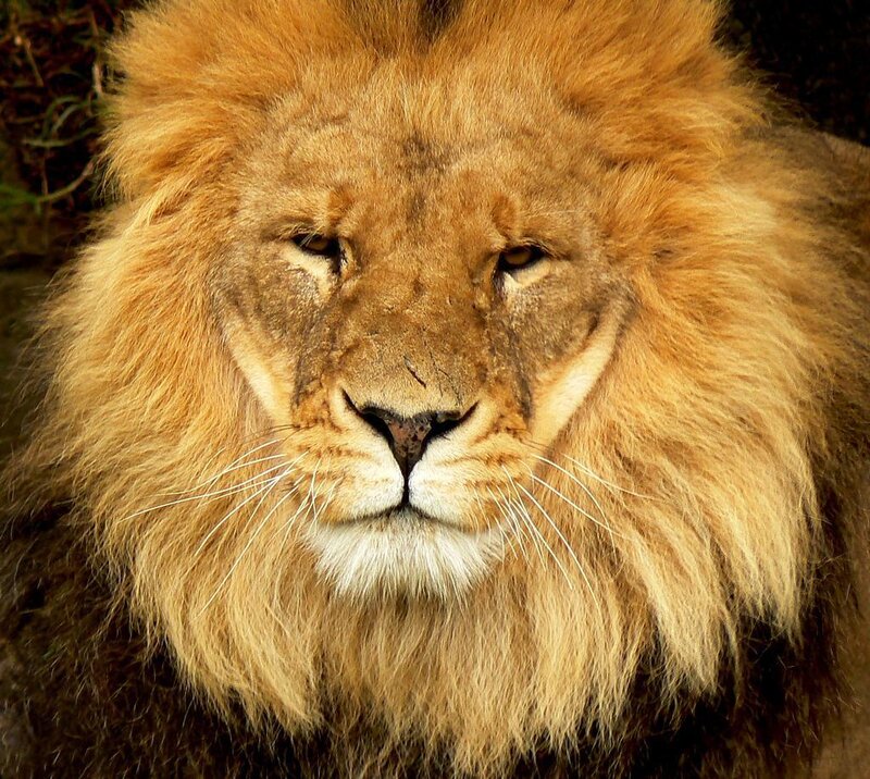 close-up of a lion's face