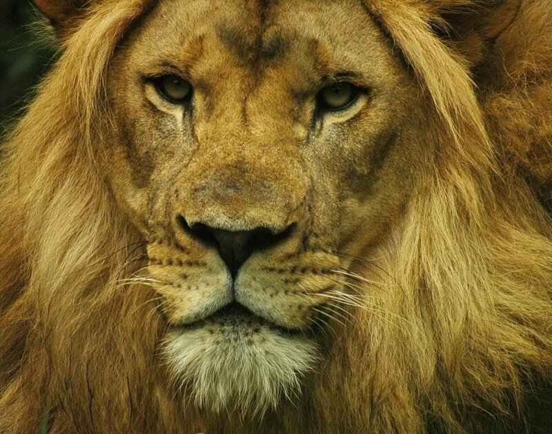 close-up of a lion's face