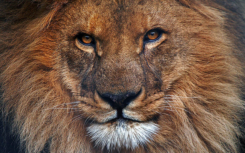 Close-up of a lion's face