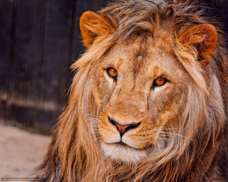 close-up of a lion's face