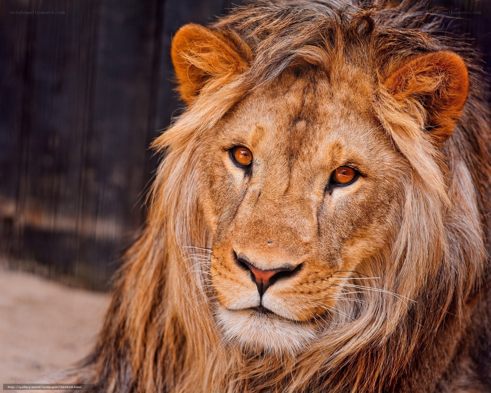 close-up of a lion's face