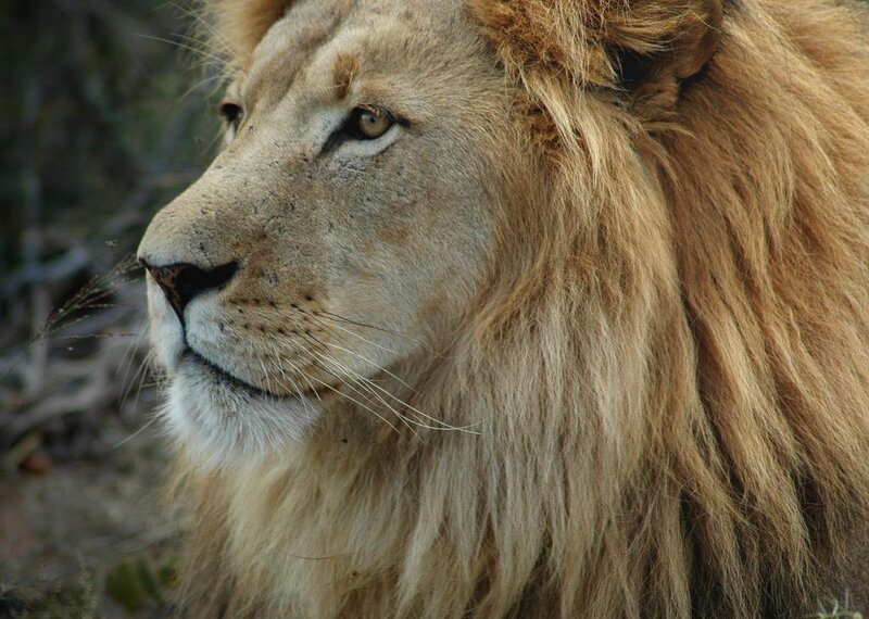 close-up of a lion's face