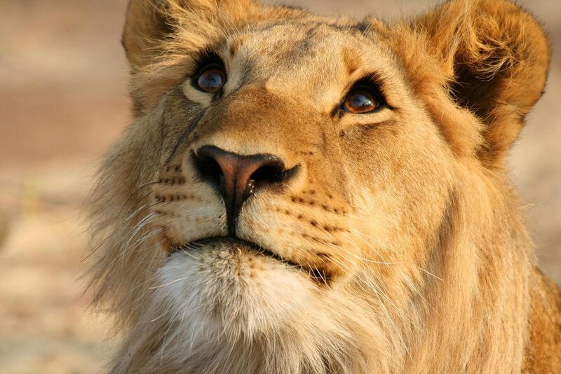 Close-up of a lion's face