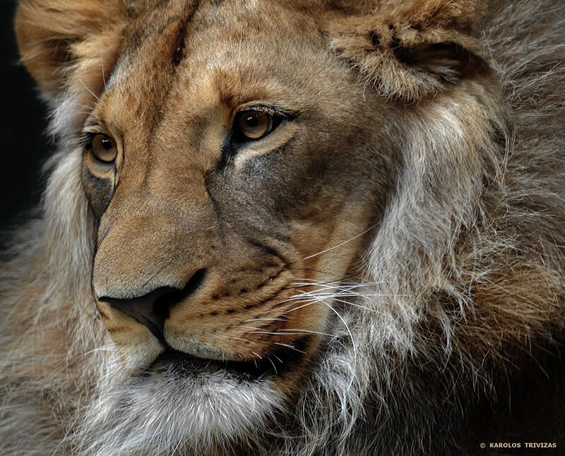 Close-up of a lion's face