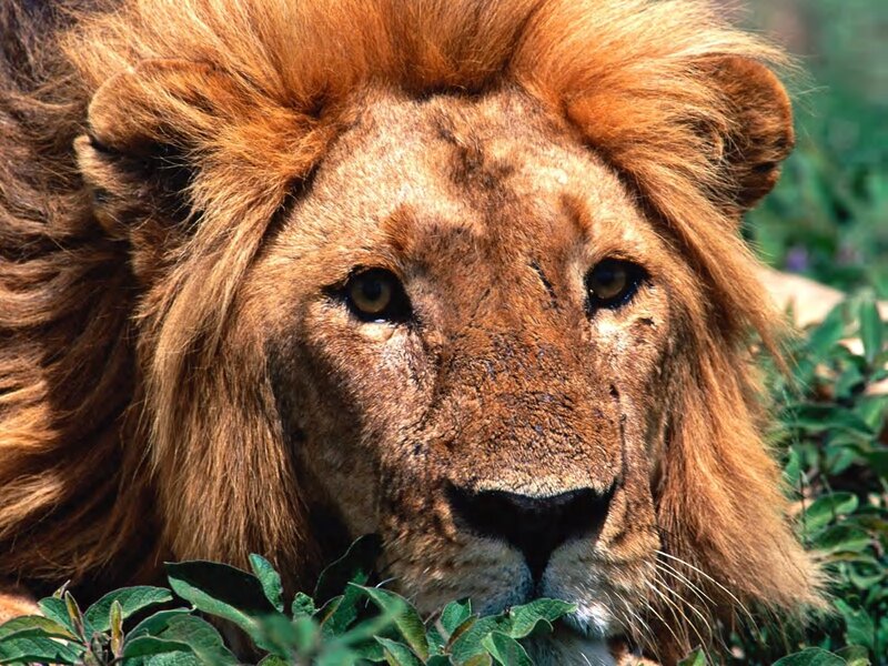 Close-up of a lion's face