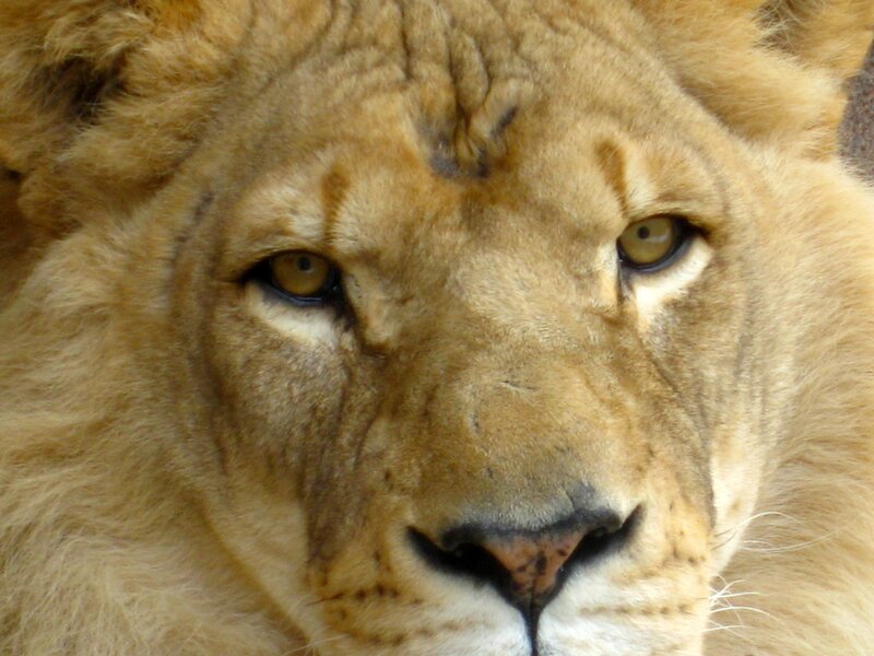 close-up of a lion's face