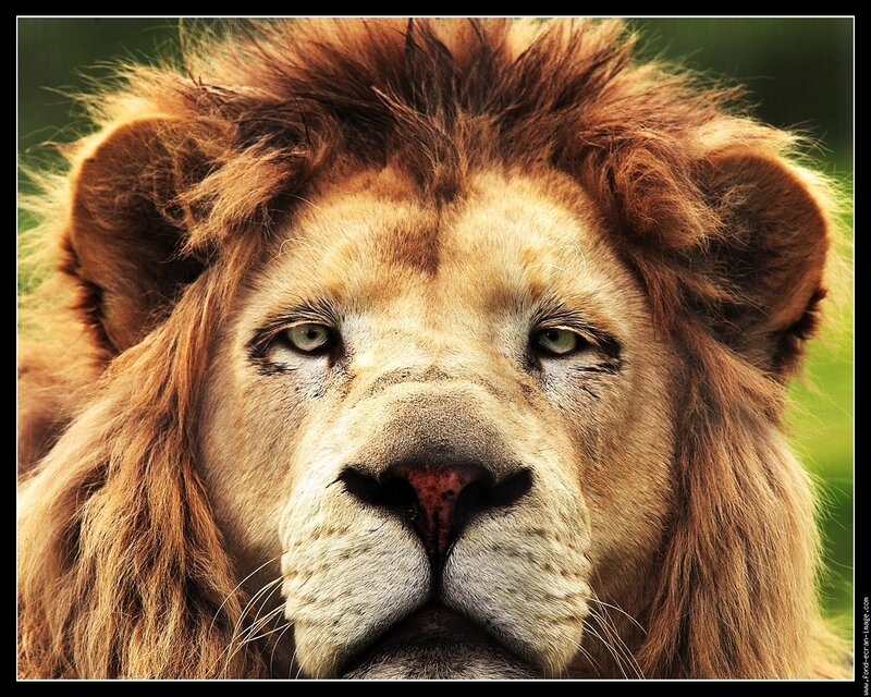 Close-up of a lion's face