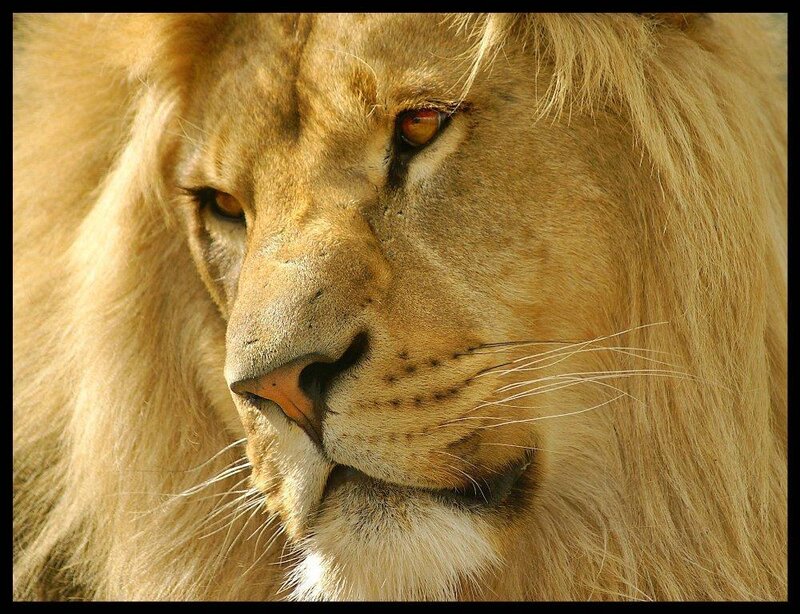 close-up of a lion's face