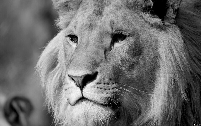 close-up of a lion's face