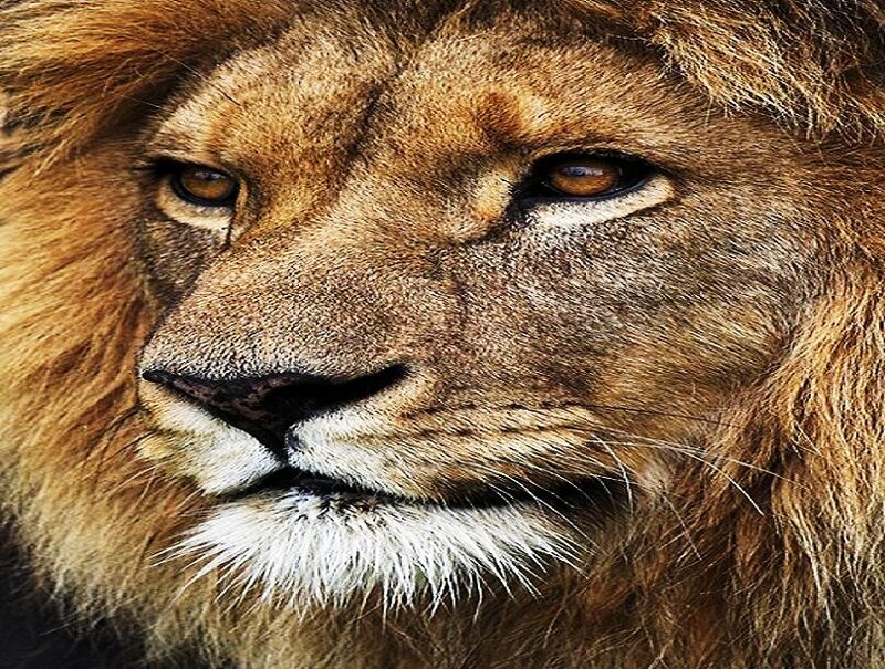 close-up of a lion's face
