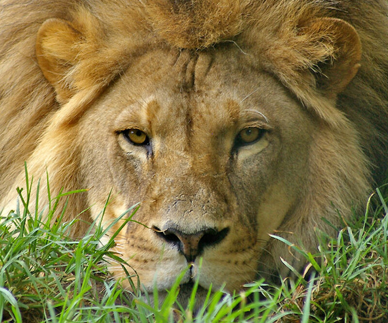 Close-up of a lion's face