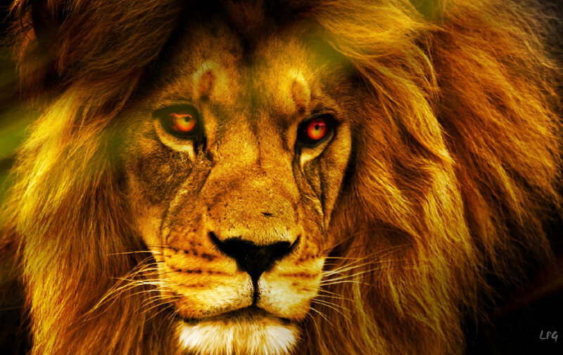 Close-up of a lion's face