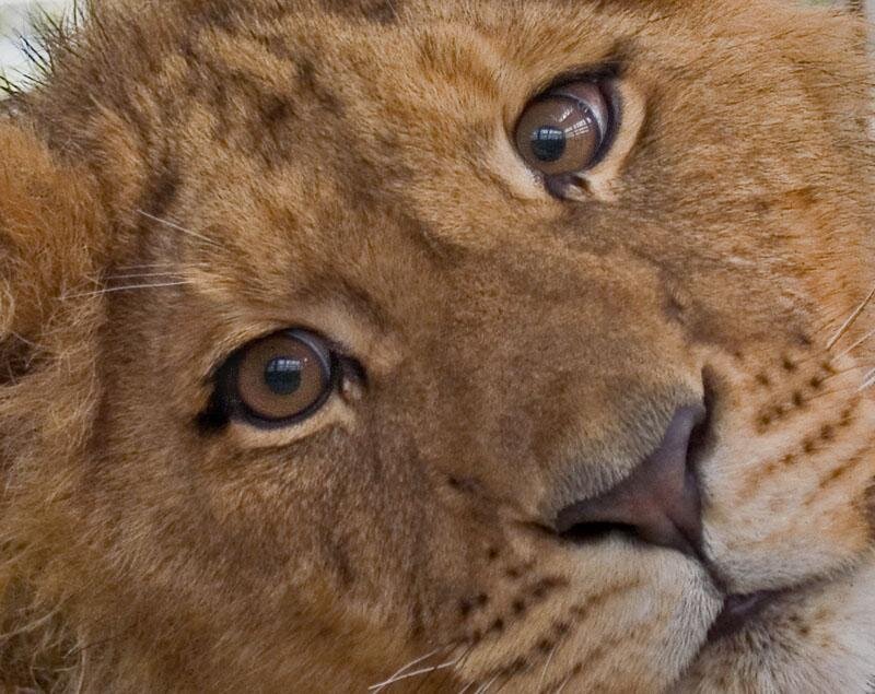 close-up of a lion's face
