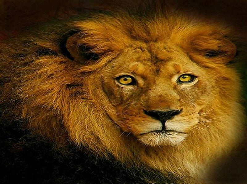 close-up of a lion's face
