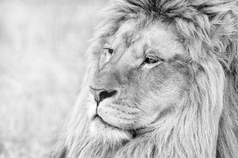 close-up of a lion's face