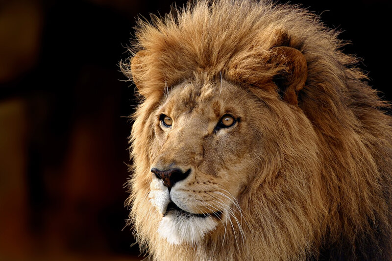 Close-up of a lion's head