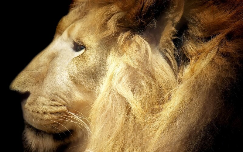 close-up of a lion's head