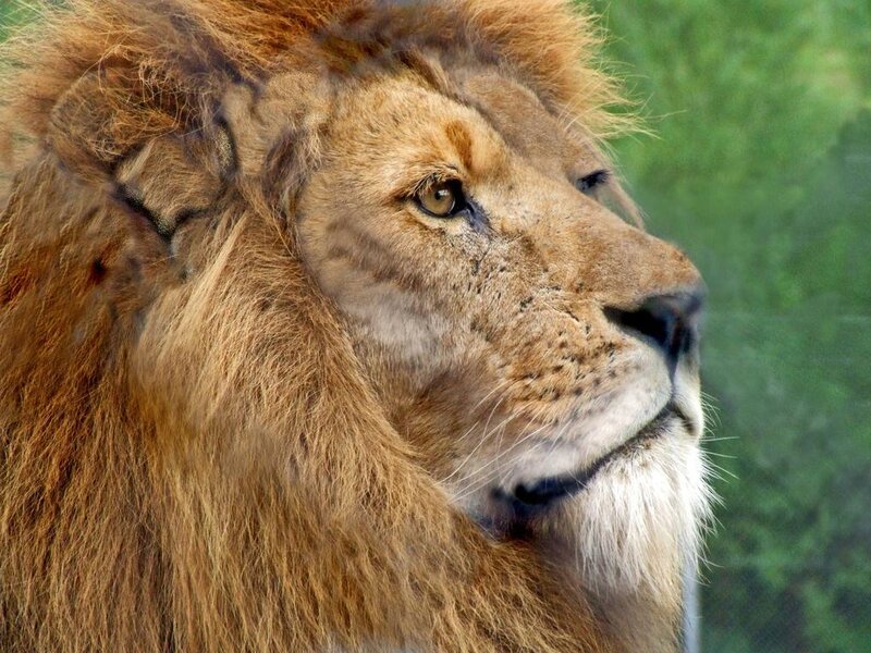 close-up of a lion's head