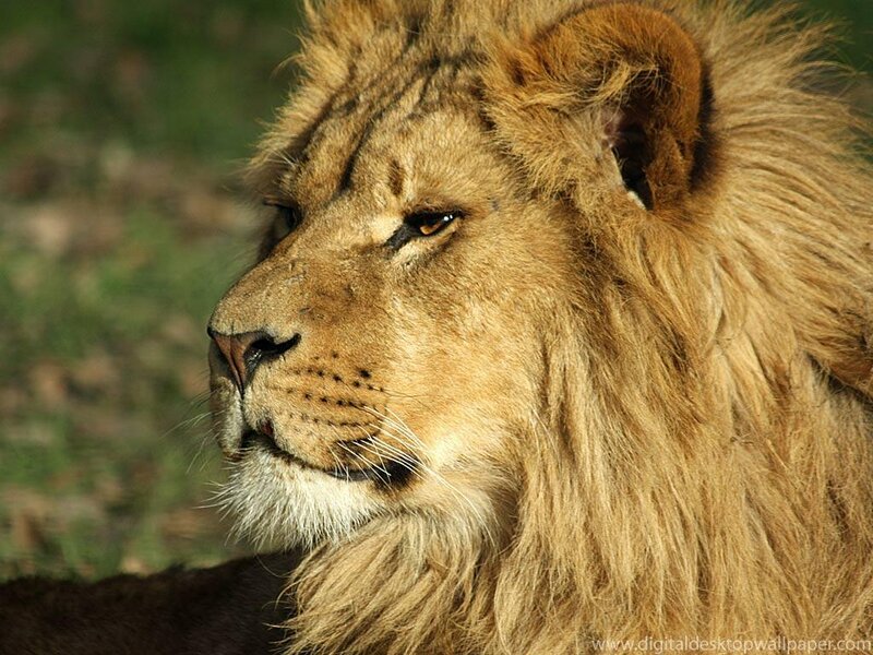 close-up of a lion's head