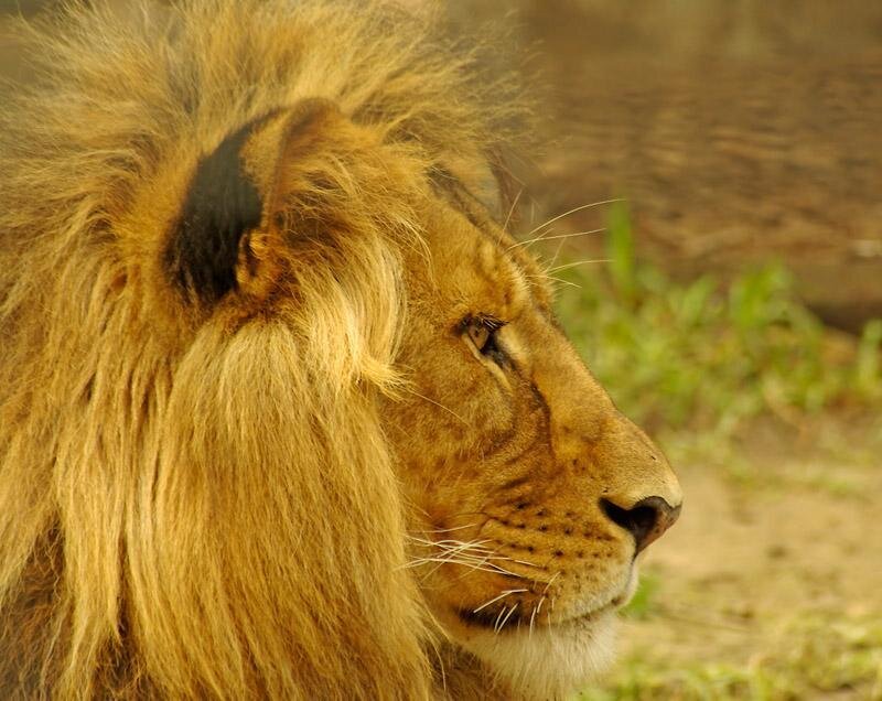 close-up of a lion's head