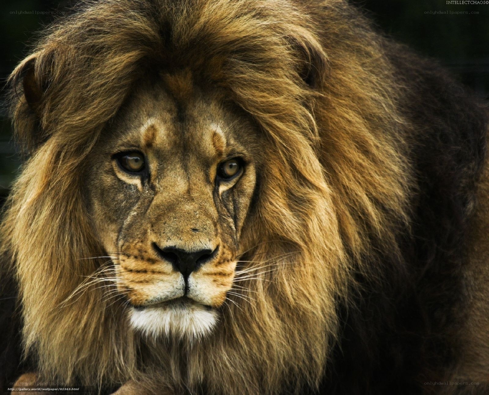close-up of a lion