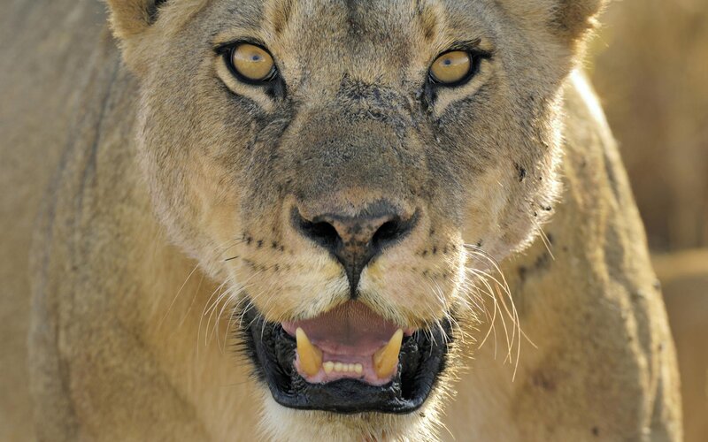 Close-up of a lioness