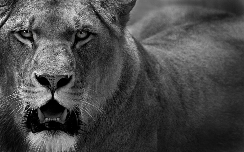 Close-up of a lioness