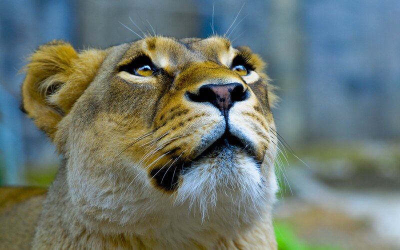 close-up of a lioness