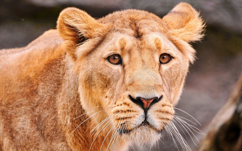 Close-up of a lioness