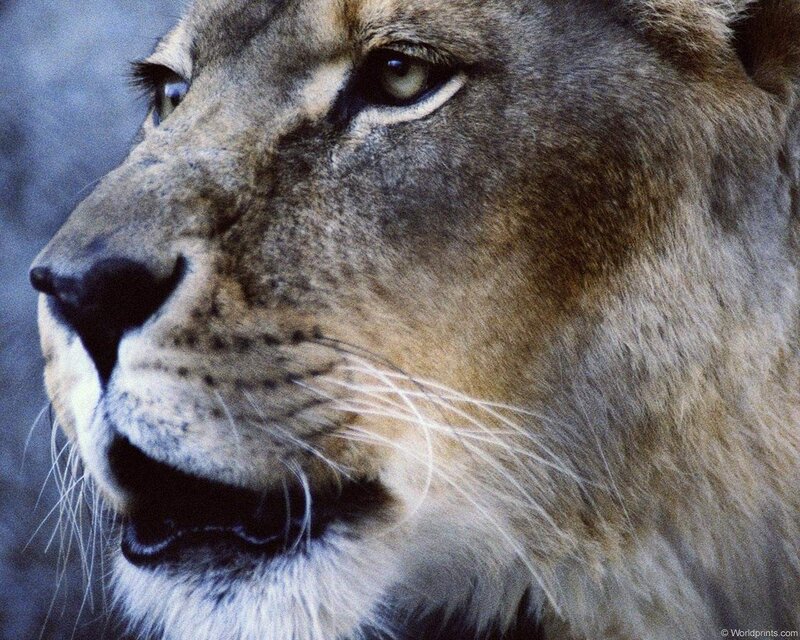 close-up of a lioness