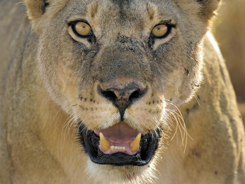 close-up of a lioness