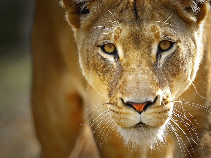 close-up of a lioness