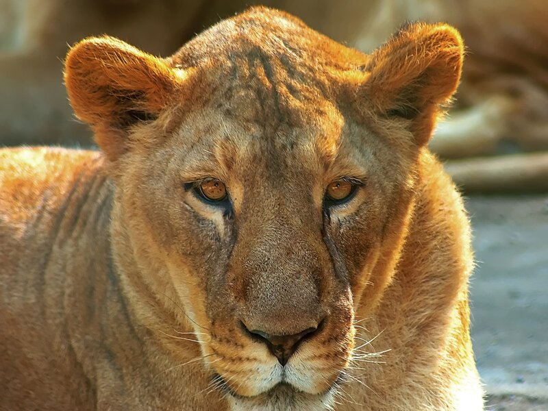 Close-up of a lioness