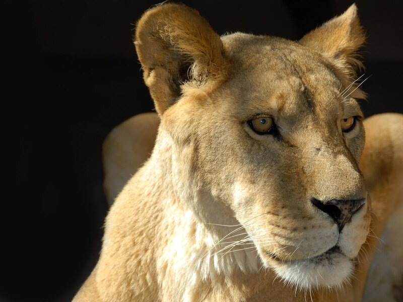 Close-up of a lioness