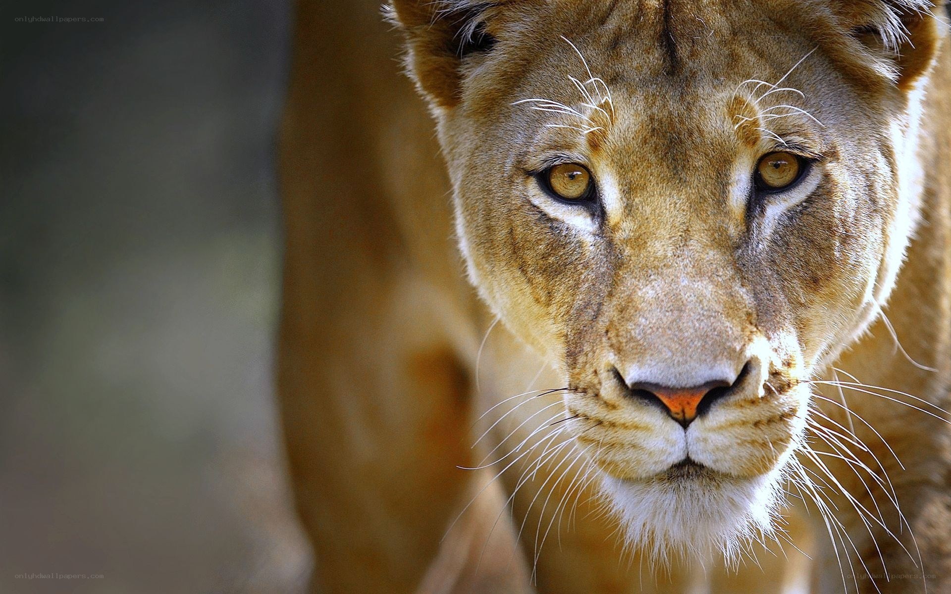 Close-up of a lioness