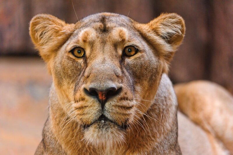 Close-up of a lioness