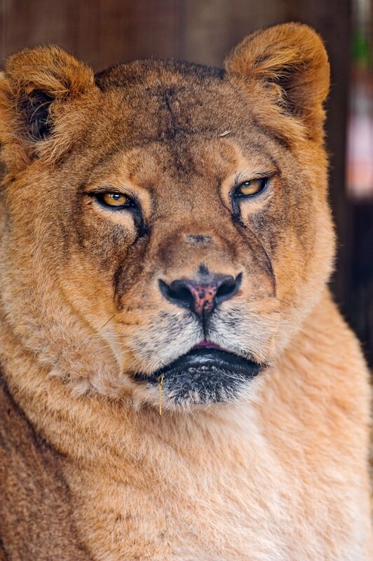 close-up of a lioness