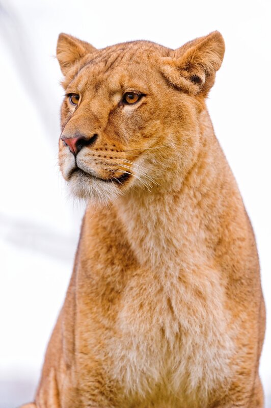 Close-up of a lioness