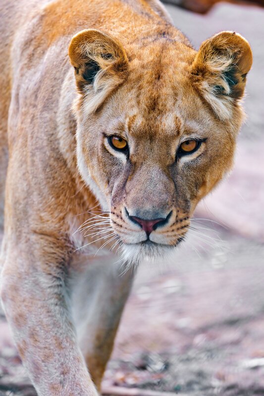 Close-up of a lioness