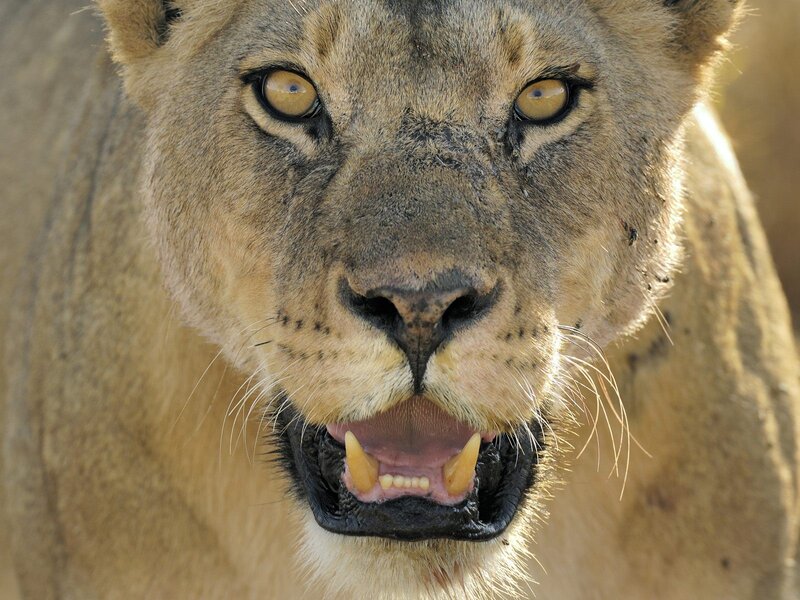 Close-up of a lioness