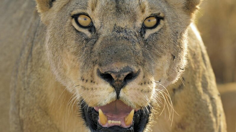 close-up of a lioness