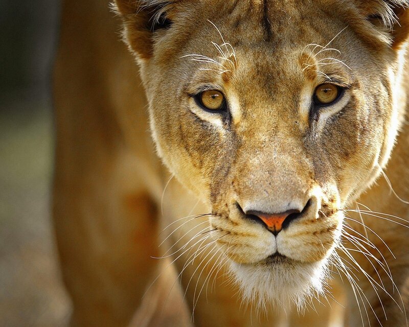 Close-up of a lioness