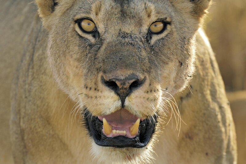 Close-up of a lioness