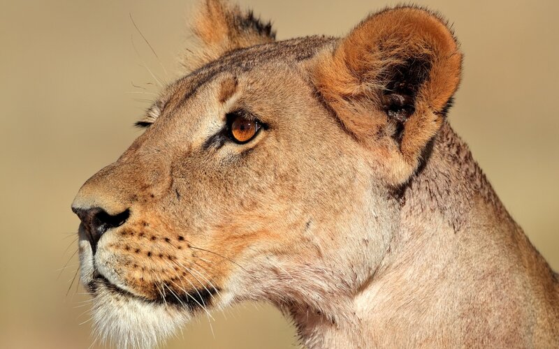 close-up of a lioness