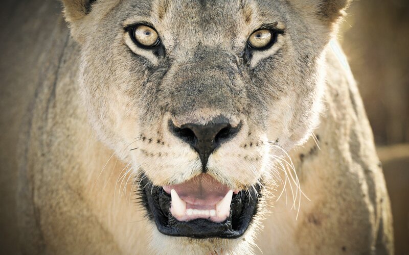 Close-up of a lioness